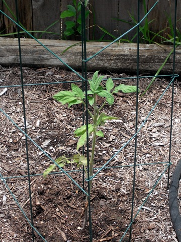 [Heirloom Tomato Plant[3].jpg]