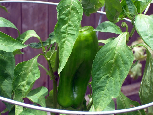 [Green Bell Pepper[3].jpg]