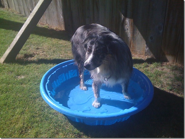 Mojo cooling off in the pool