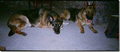 2Dogs