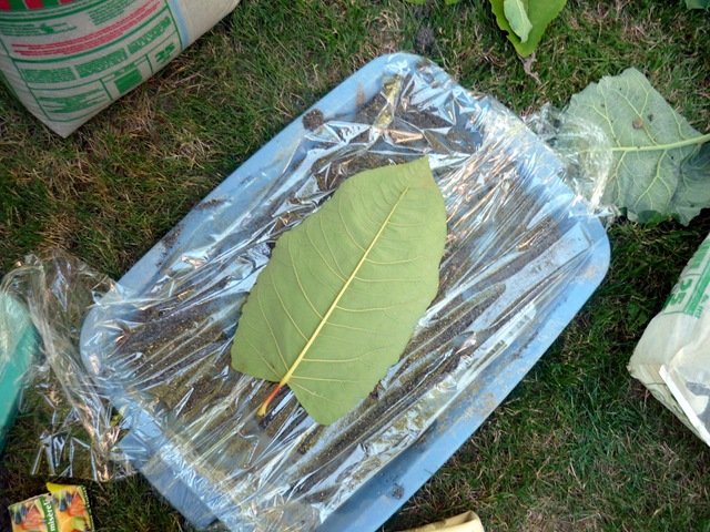 [P10907312.jpg]