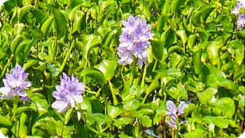 water-hyacinth-flower