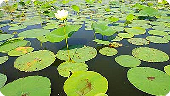 lilly-pads-2