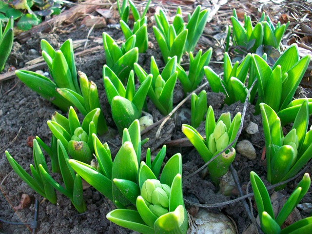 [springflowers20100193.jpg]
