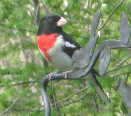 [Rosebreasted Grosbeak4[4].jpg]