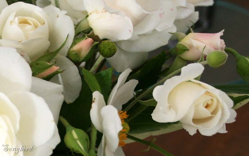 [White roses3[4].jpg]
