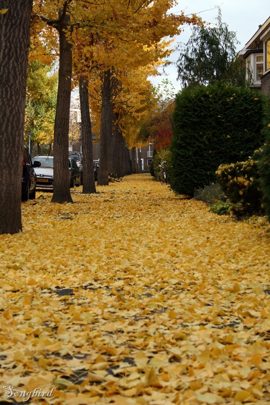 [yellow leaves street[7].jpg]