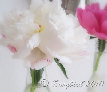 [Peonies3[2].jpg]