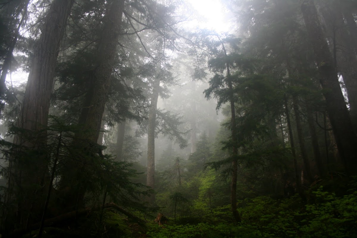 Golden Ears 28 Reviews