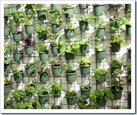 plantas_na_parede plantas_na_parede