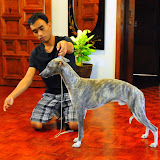 Whippets