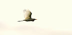 AUS Egret in aIR.jpg