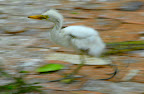 AUS Egret Chick in Motion.jpg