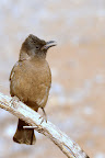 SAF IN PILENSBERG Bird.jpg