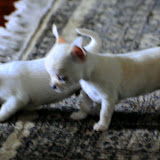 Chihuahua Puppies Dec 2009