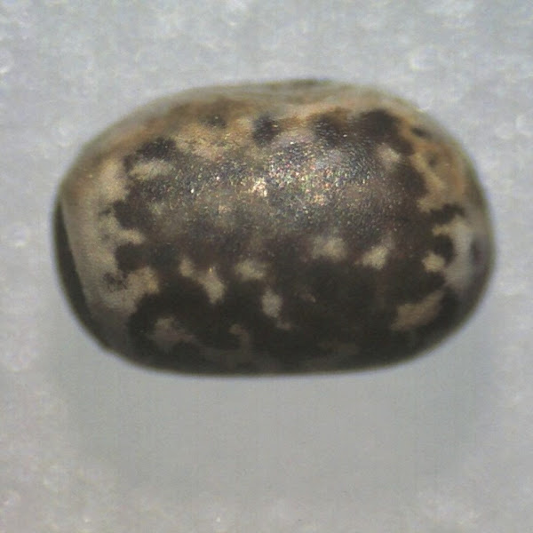 Stick insect eggs Project Noah