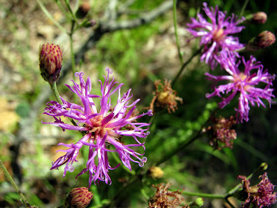 Wild flowers