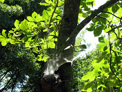 Massive funnel webs