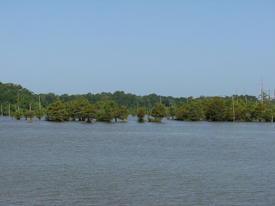 Texas Cypress Trees