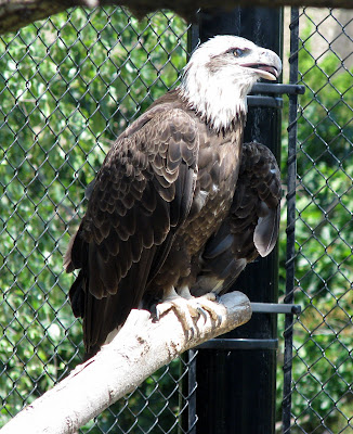 Bald Eagle, must be a juvenile 
