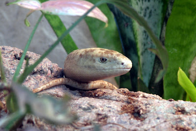 European Glass Lizard