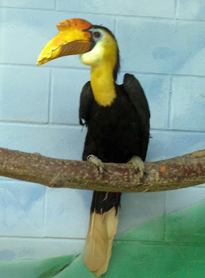 Sunda Wrinkled Hornbill