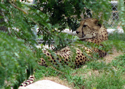Cheetah