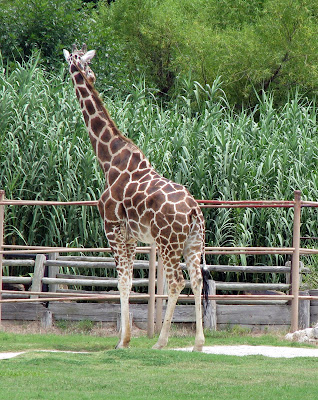 Giraffe