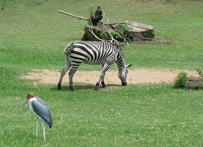 Zebras