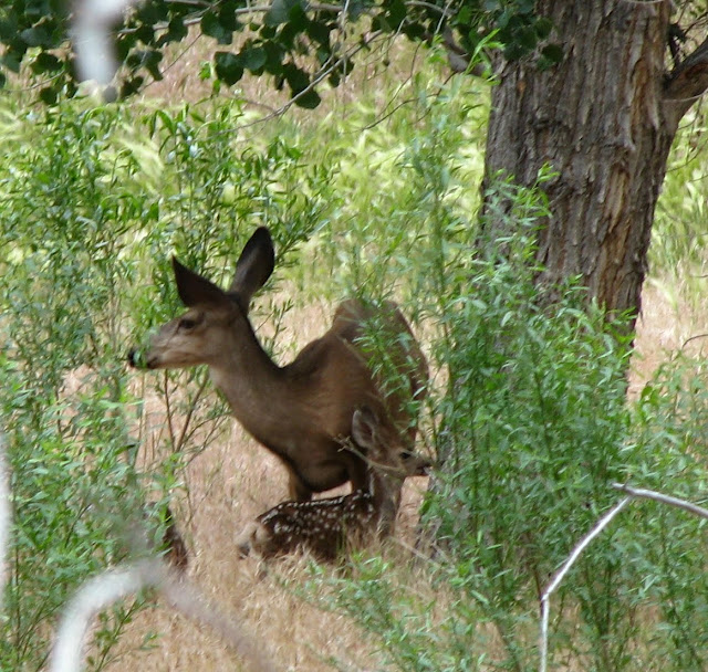 Zion National Park Deer Fawn baby