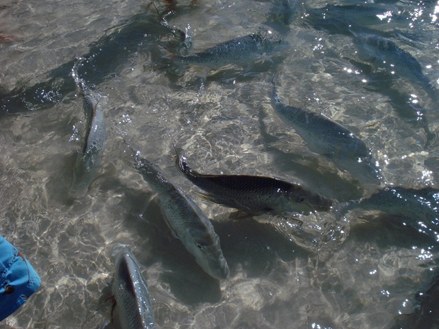 [CoralBay0354.jpg]