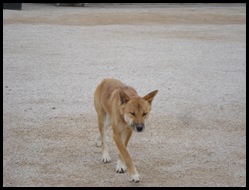 Nullarbor      -Streaky Bay 004