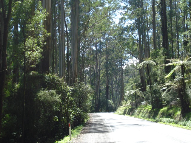 [Dandenong Ranges-City 005[5].jpg]