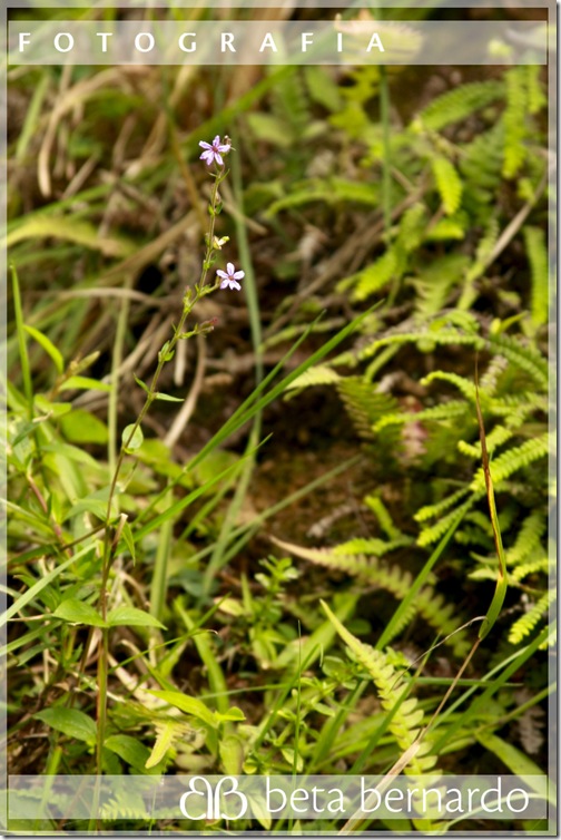 IMG_9999_115-9 copy