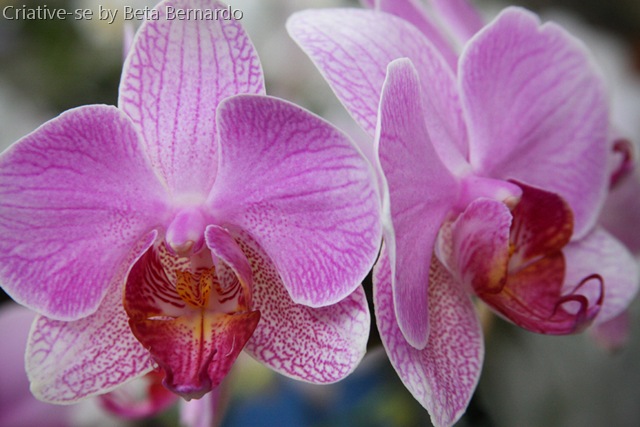[orquidea 4 menor[1].jpg]