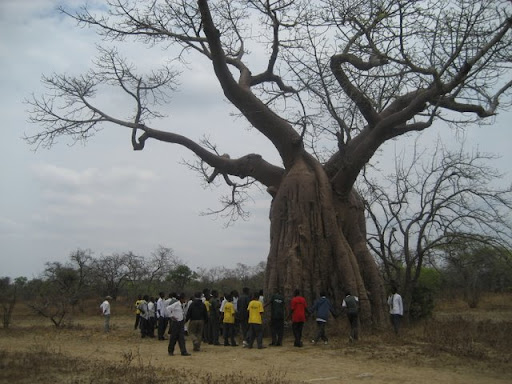Baobab