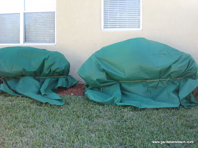 Tarps for Frost Protection
