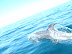 DelfinesReservaPinguinosdeHumboldt.jpg