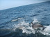 DelfinesReservaPinguinosdeHumboldt2.jpg