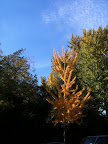 A tree grows in Brooklyn