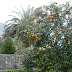 P1000252.JPG, Travel, Montenegro---Crna Gora