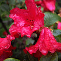 Azalea