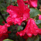 Azalea