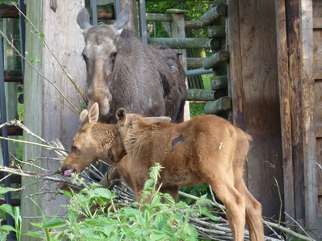 [2010, Skansen, Midsommar 018[4].jpg]