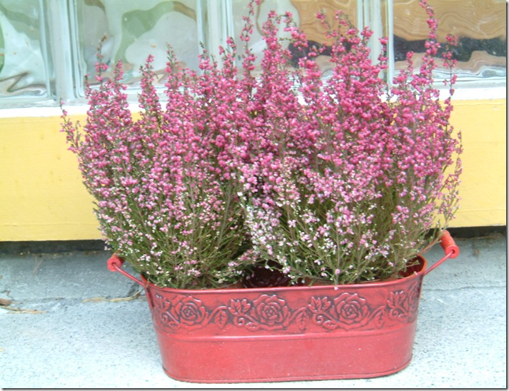 hageplanter 013