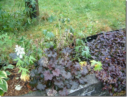 hageplanter 009