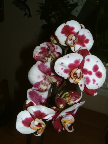 [phalaenopsis[5].jpg]