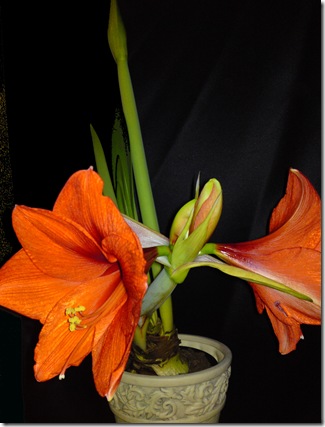 amaryllis