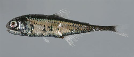 [slender-lanternfish.jpg]