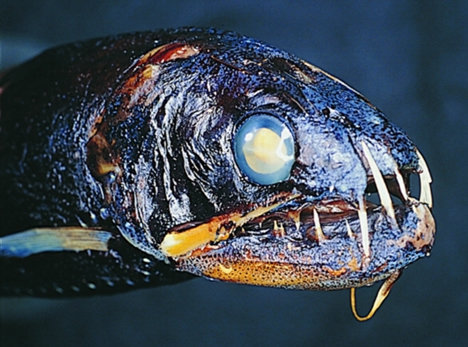 [snaggletooth.jpg]